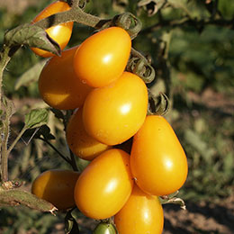 solanum lycopersicum aperitif jaune